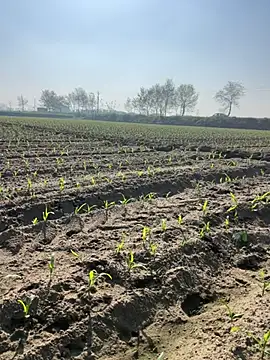 Snapshot of poision51 chatting on March 2025 04:12:02 AM poision51 online show from March 2025 04:12:02 AM