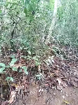 Snapshot of Danna-linyi chatting on March 2025 08:10:02 PM Danna-linyi online show from March 2025 08:10:02 PM