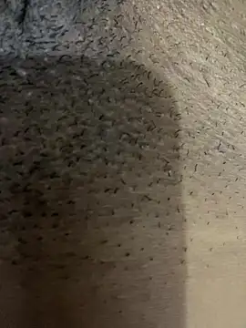 Snapshot of Gordelicia03 chatting on November 2025 03:12:02 PM Gordelicia03 online show from November 2025 03:12:02 PM