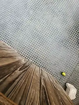 tesaodaweb online show from December 2025 03:16:02 PM