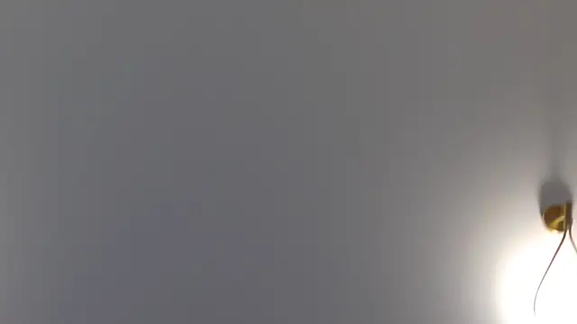 Lilliana Moon online show from January 2025 01:42:01 PM