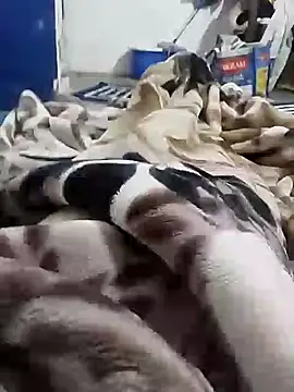 Playboy bhabhi 00 online show from February 2025 05:25:01 AM