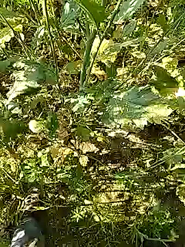 xmanrawan2 online show from February 2025 05:20:01 AM