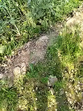 xmanrawan2 online show from February 2025 04:31:01 AM