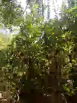 Pussy-Hairy-Horny online show from February 2025 06:54:01 PM