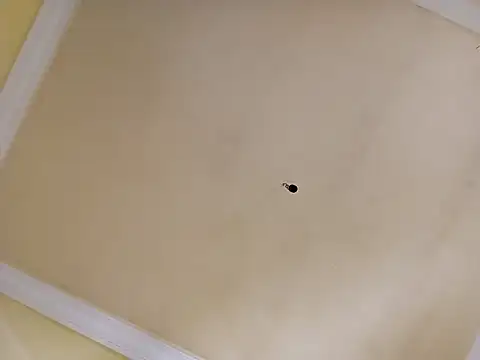 patrona sexooo online show from April 2026 02:04:02 PM