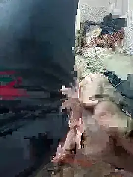 svvagesexyy online show from January 2026 07:41:02 PM