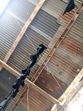 Davir2001 online show from March 2026 09:42:02 PM