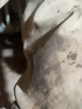 Snapshot of ParousFlow chatting on October 2025 09:37:01 PM ParousFlow online show from October 2025 09:37:01 PM