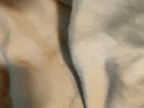 Pollagorda 34877 online show from November 2025 12:38:01 PM