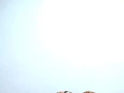 Snapshot of saara_johnson496 chatting on October 2025 11:38:01 PM saara johnson496 online show from October 2025 11:38:01 PM