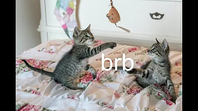 Pink girl0n online show from September 2025 04:12:01 PM