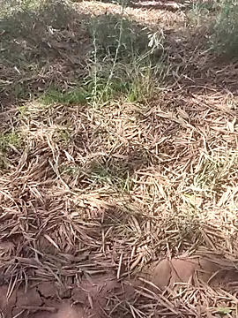 sonotutto online show from October 2025 12:15:01 PM