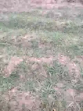 sonotutto online show from October 2025 05:56:01 PM