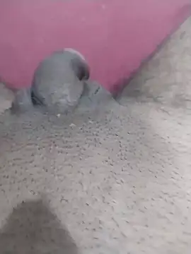 motoboytkbh online show from April 2026 08:03:01 PM