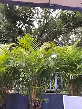 AmberAngelXXX online show from November 2025 10:31:01 PM