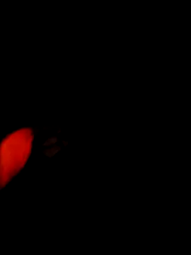 NoxiousFilename online show from December 2025 05:15:02 AM