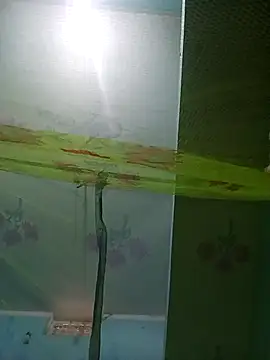 Snapshot of Apkisona8 chatting on November 2025 05:28:02 AM Apkisona8 online show from November 2025 05:28:02 AM