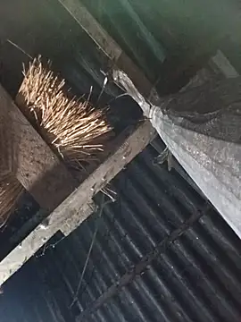  Helala  online show from October 2025 11:07:01 PM