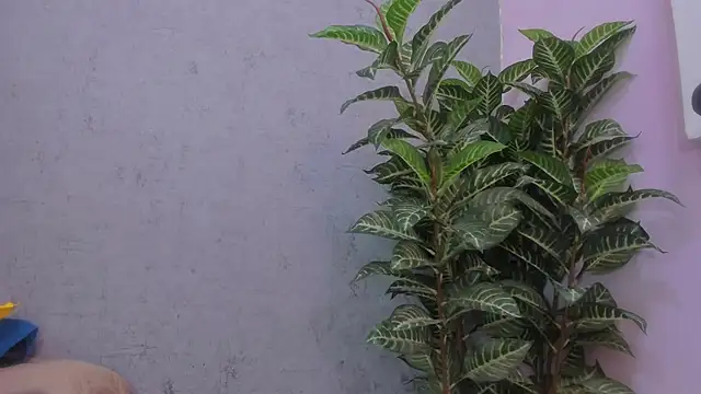 Snapshot of scarlett646 chatting on November 2025 03:09:02 AM scarlett646 online show from November 2025 03:09:02 AM