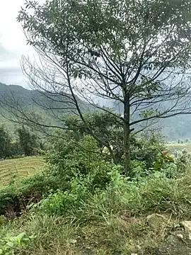 O o UwU o O online show from November 2025 02:01:02 AM