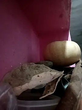 Payal950 online show from October 2025 09:46:01 PM