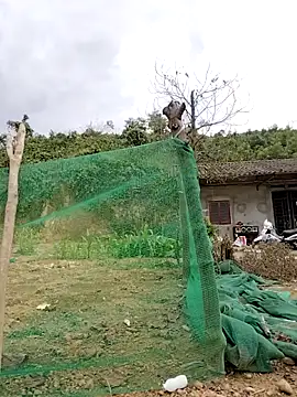 Snapshot of Tin_tanny chatting on February 2026 07:25:01 AM Tin tanny online show from February 2026 07:25:01 AM