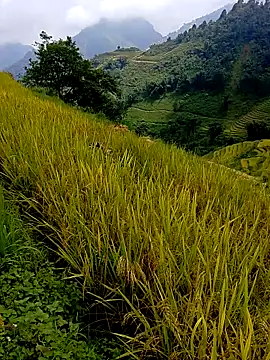 Snapshot of samsam-bae chatting on September 2025 06:23:02 AM samsam-bae online show from September 2025 06:23:02 AM