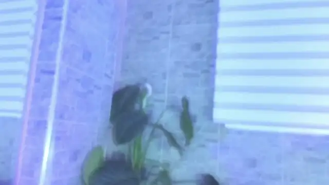 SophiaBloss online show from November 2025 12:26:01 PM