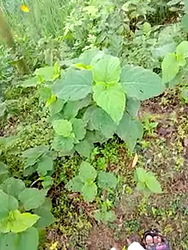 bigdaddyboy46 online show from September 2025 01:27:02 AM