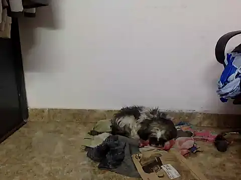 Snapshot of suzen_night chatting on January 2026 05:28:02 PM suzen night online show from January 2026 05:28:02 PM