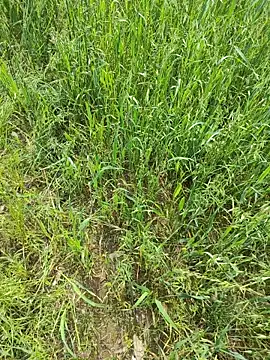 Snapshot of karandeep_Bhagat chatting on April 2026 05:07:01 AM karandeep Bhagat online show from April 2026 05:07:01 AM