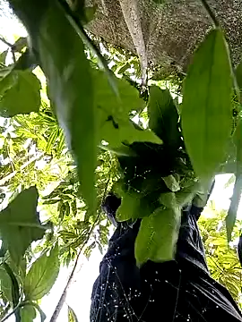 callistra online show from October 2025 05:20:02 AM