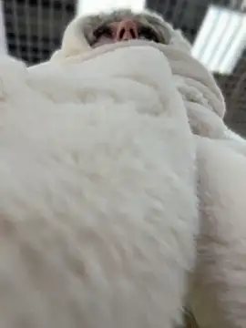 Snapshot of RonnieKiss chatting on April 2026 09:02:01 AM RonnieKiss online show from April 2026 09:02:01 AM