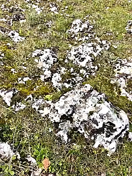 Sert erkek21 ysm online show from March 2026 01:12:02 PM