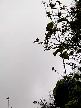 Snapshot of sumaybae chatting on November 2025 03:17:01 AM sumaybae online show from November 2025 03:17:01 AM