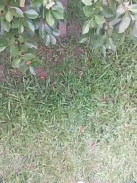 Snapshot of Merlin2310 chatting on February 2026 07:40:01 PM Merlin2310 online show from February 2026 07:40:01 PM