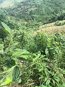 hi-hi-zz online show from November 2025 05:50:02 AM