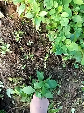 Fish yellow online show from December 2025 09:47:01 AM