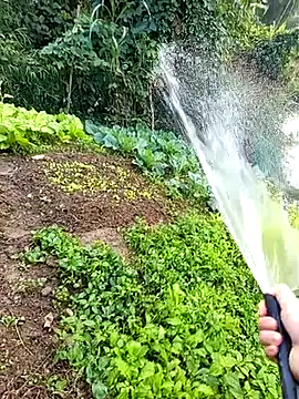 Fish yellow online show from December 2025 12:18:01 AM