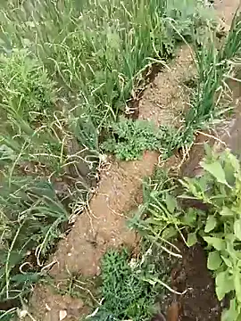 devil boy 0909 online show from April 2026 05:18:02 AM