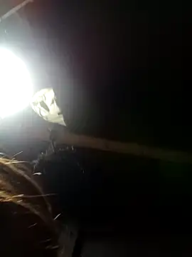 Snapshot of bella-la chatting on February 2026 11:14:02 AM bella-la online show from February 2026 11:14:02 AM