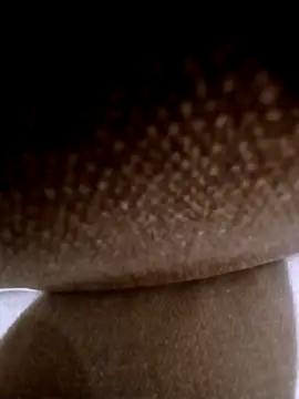 pino870 online show from March 2026 11:54:02 PM