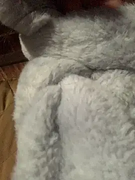 bi-bo123 online show from January 2026 01:19:01 AM