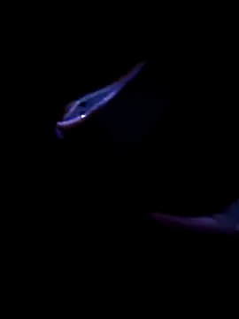 fireblond01 online show from November 2025 02:34:01 AM