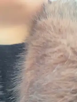 SashaCatt online show from November 2025 06:57:01 AM