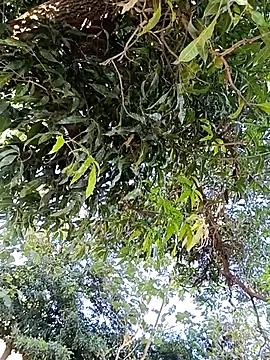 Snapshot of Avejkhan1630 chatting on December 2025 04:29:01 AM Avejkhan1630 online show from December 2025 04:29:01 AM