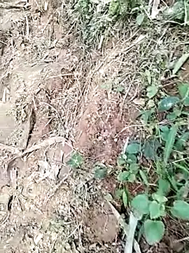 neko-nancy online show from January 2026 09:02:01 AM