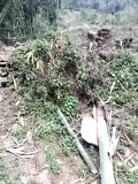 neko-nancy online show from February 2026 07:07:01 AM