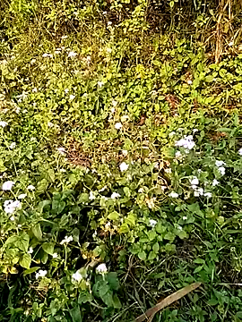 seacyre online show from April 2026 01:00:02 AM